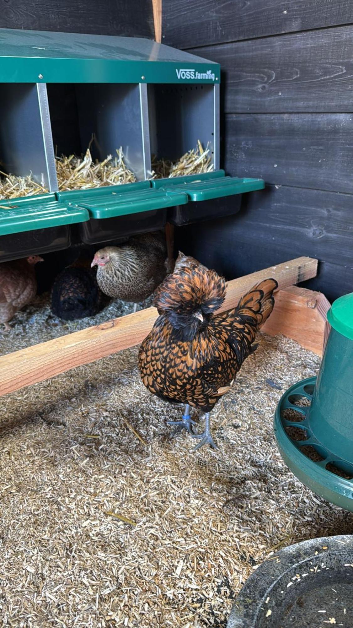 Vakantiehuis Klaartje Kip Voor 4 Personen, Landelijk Gelegen! Enschede Bagian luar foto